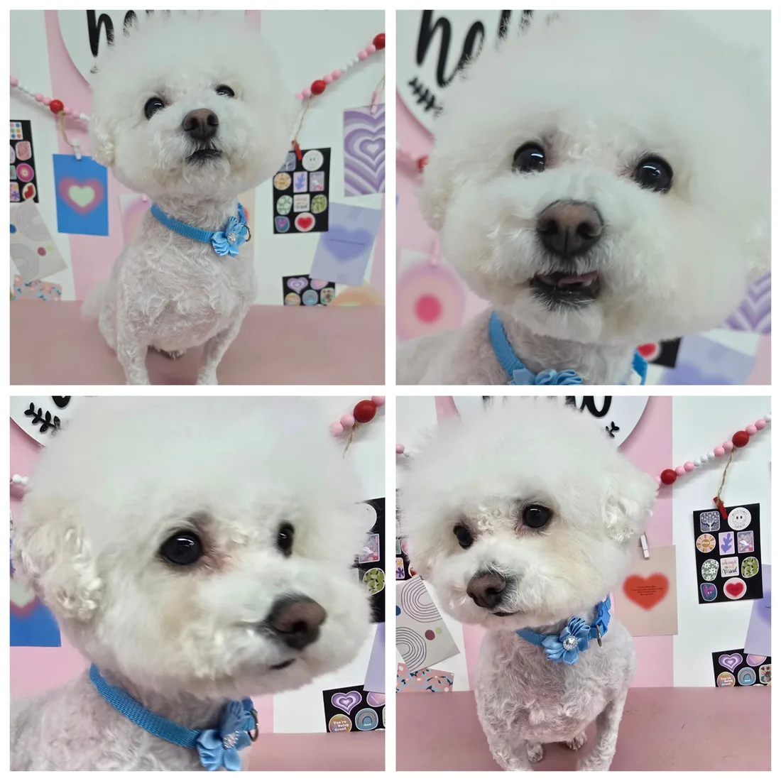 미용 전후 비교 — 헝클어진 털이 정돈된 강아지